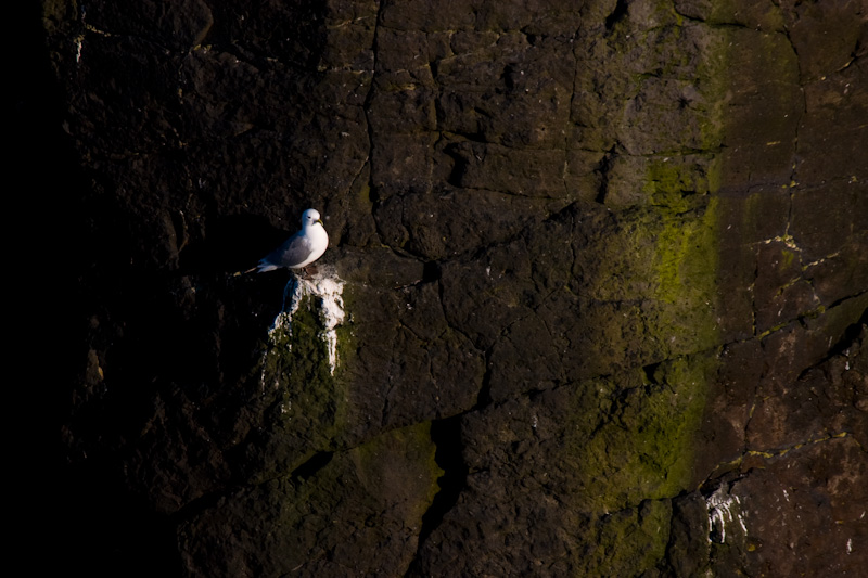 Black-Legged Kittiwake On Rock Face